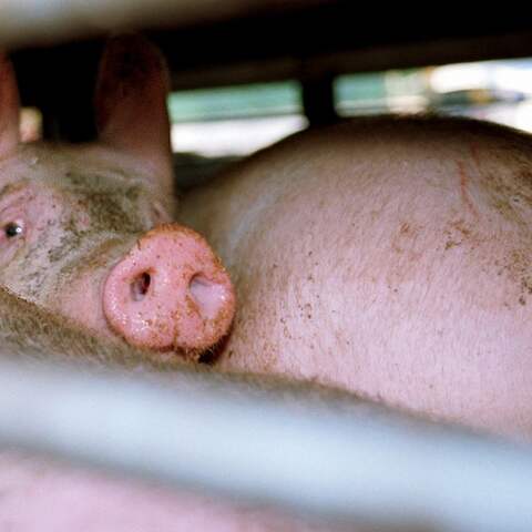 Das Bild zeigt Schweine im einem Transporter. Die Tiere sind dicht aneinander gedrängt, eins reckt den Kopf zwischen zwei anderen empor und schaut aus dem Laster.