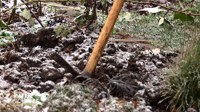 Ein Brombeerfeld wird umgegraben