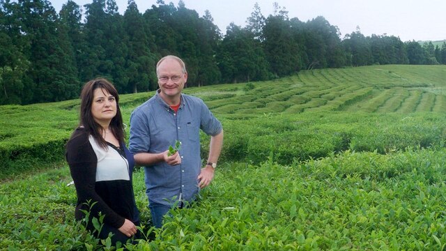 Sven Plöger besucht die Chefin einer der seltenen Teeplantagen Europas: Madalena Mota auf Sao Miguel (Azoren).