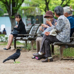 Fukuoka, Japan. Old ladies feeding birds in the city park