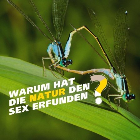 Zwei Libellen bei der Paarung. Schrift: Warum hat die Natur den Sex erfunden?