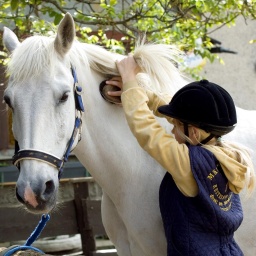 Ein Mädchen striegelt ihr Pony. 