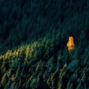 Inmitten eines dunkelgrünen Tannenwaldes steht ein gelborangefarbener Baum, der vom Sonnenlicht beschienen wird. 