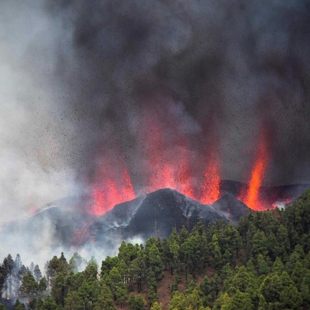 Vulkanausbruch auf La Palma, Feuchtesensoren für Bäume, Medikamente gegen Alzheimer
