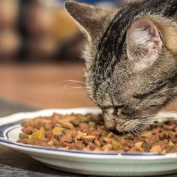 Ein Katze frisst von einem Teller Katzenfutter.