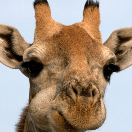 Die Tierdocs: Giraffe mit schlechter Laune