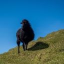Die blauen Schafe - schwarzer Schaf blickt majestätisch von der Klippe vor dem Hintergrund eines hellblauen Himmels