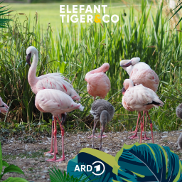 ETC-Podcast-Sachsenradio: Flamingos