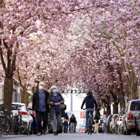 Passanten, Anwohner und Touristen bewundern die alljährliche Bonner Kirschblüte in der Bonner Altstadt rund um die Heerstraße. In diesem Jahr darf das Naturschauspiel nur unter Einhaltung strenger Corona-Maßnahmen beobachtet werden.