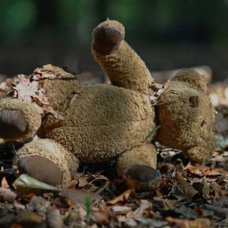 Ein Teddy liegt auf einem Waldboden.