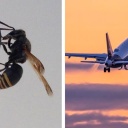 Collage: Eine Schlüssellochwespe und ein Flugzeug in der Luft.