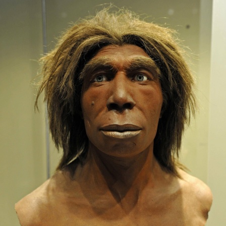 Büste eines Neandertalers, Museum für Naturkunde, Berlin