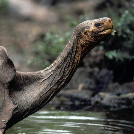 Porträt der Schildkröte Lonesome George.