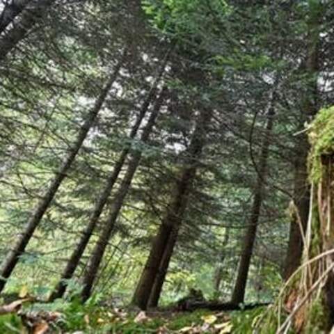 Wald