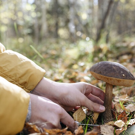 Pilz der im Wald abgeschnitten wird