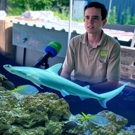 Erik Richter ist Tierpfleger im Zoo Leipzig und betreut die Schaufelnasenhammerhaie