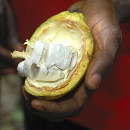 100 Prozent Kakao - Chocolatiers ersetzen Zucker durch Kakaofruchtfleisch