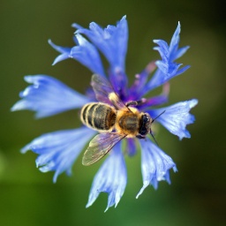 Insektenfreundliche Sommerblumen: Eine Biene sitzt auf der Blüte einer blauen Kornblume.