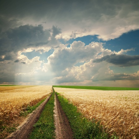 Ein Weg führt durch ein Getreidefeld und verliert sich am Horizont: Der Horizont ist umso weiter weg, je höher der Blickpunkt des Betrachters ist.