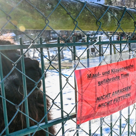 Ein Schild weist am Gehege eines Alpakas in einem Tierhof auf die durch die Maul- und Klauenseuche gefährdeten Tiere hin