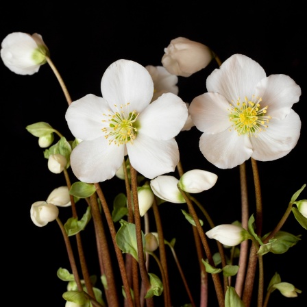 Die Christrose: die weißen Blüten und Knospen der Pflanze vor einem schwarzen Hintergrund