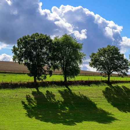 Wiese mit vier Bäumen, im Hintergrund blauer Himmel und Wolken 