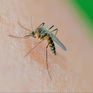 Eine Mücke der Art Aedes vexans saugt Blut am Arm 