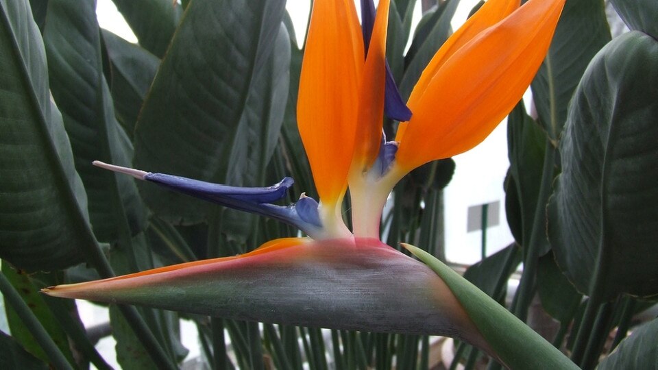 Querbeet Gärtnern im Winter Strelitzia Baumknospen Chicorée