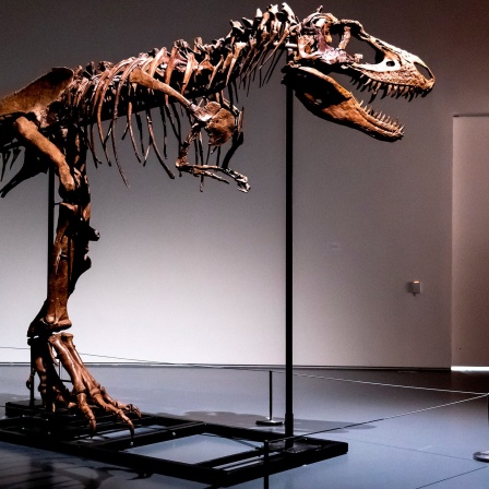Ein Mann steht neben dem Skelett eines Dinosauriers