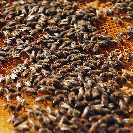 Mehrere Bienen sitzen auf Waben.