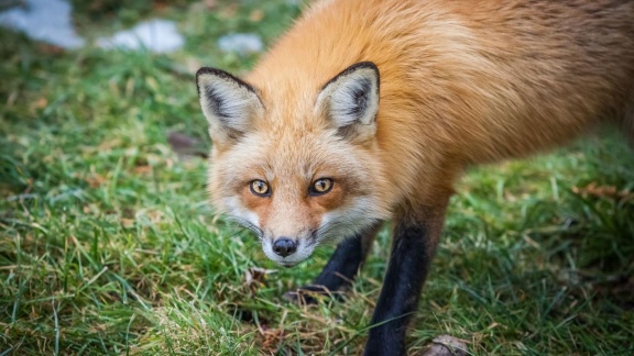 Erlebnis Erde - Stadt, Land, Fuchs