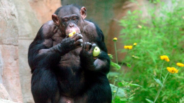 Schimpanse Chicko soll sein Pipi fuer die Forschung geben