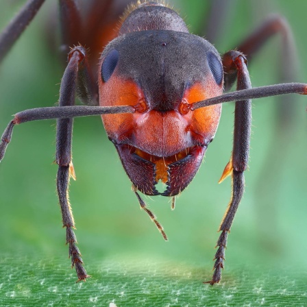 Frontalansicht einer Großen Wiesenameise (Formica pratensis)