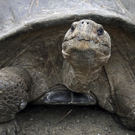 Die Tierdocs: Schildkröte rennt