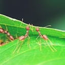 Mehrere, große, hellbraune Ameisen mit langen Beinen arbeiten an der Kante eines grünen Blattes. 