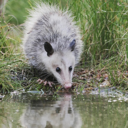 Urtier Opossum - Beutelratten als Meister des Überlebenskampfs