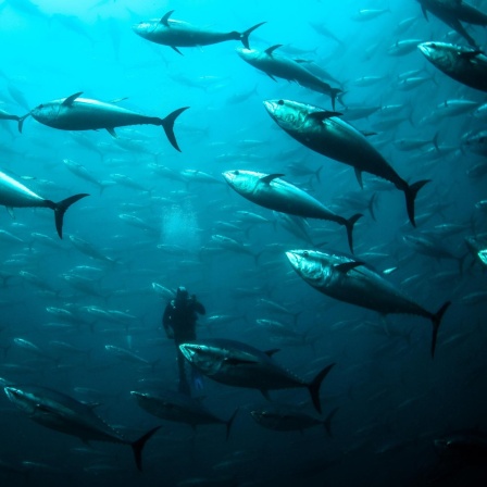 Der Thunfisch - Der bedrohte Jäger der Meere