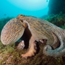 Gemeiner Oktopus