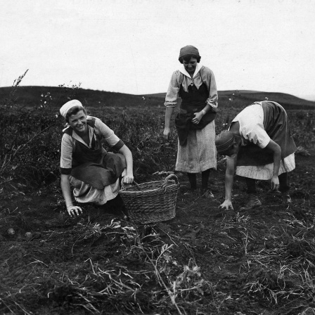 Frauen bei der Kartoffelernte um 1921