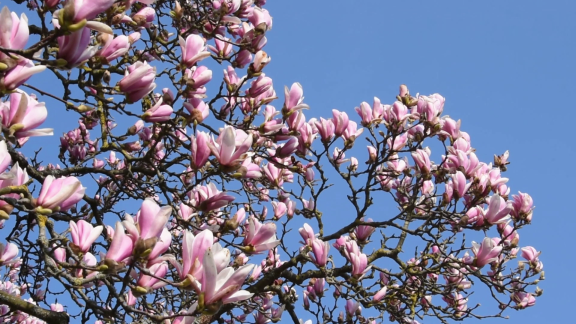 Wer Weiß Denn Sowas? - Was Sollte Beim Beschneiden Einer Magnolie Beachtet Werden.