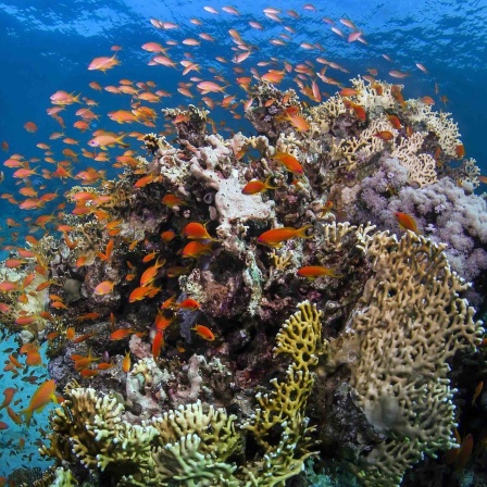 Fische am Great Barrier Reef