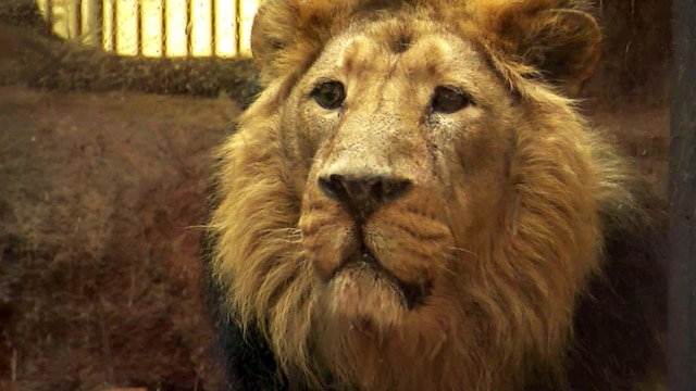 Der Asiatische Löwe Subali hinter einer Glascheibe im Nürnberger Zoo | Bild: BR