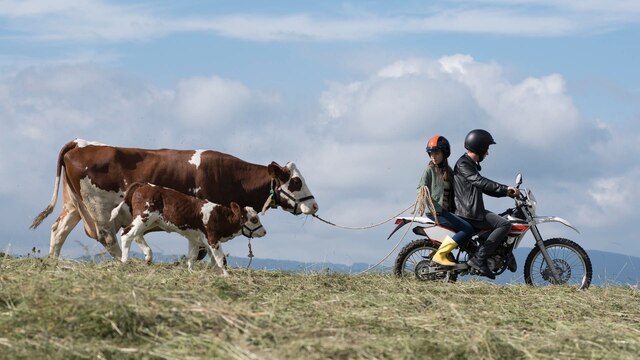 Paulina und Pawel von &#034;Tiere bis unters Dach&#034; auf einem Motorrad und mit der Kuh Felicia und ihrem Kalb Prinzi