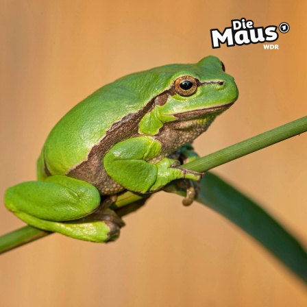 Laubfrosch