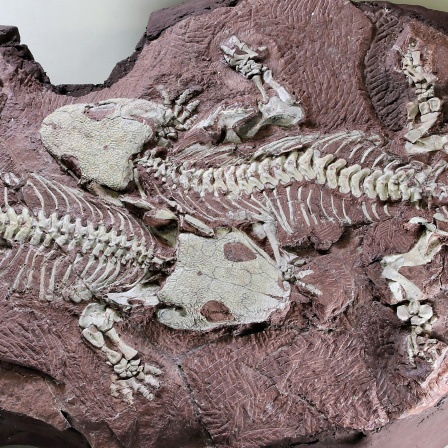 Archäologische Funde am Bromacker in Thüringen: Zwei komplett erhaltene Ur-Amphibien, die nebeneinanderliegen