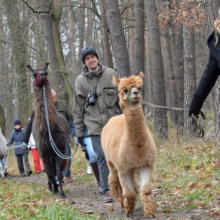 Teilnehmer einer Wandertour mit Lamas und Alpakas Symbolfoto
