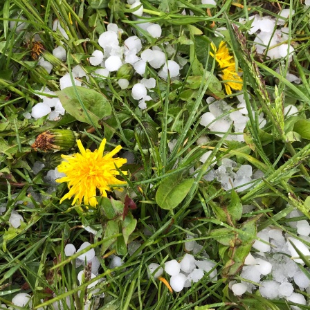 Hagelkörner liegen neben Löwenzahnblüten im Gras: Warum hagelt es meistens tagsüber und nicht nachts?