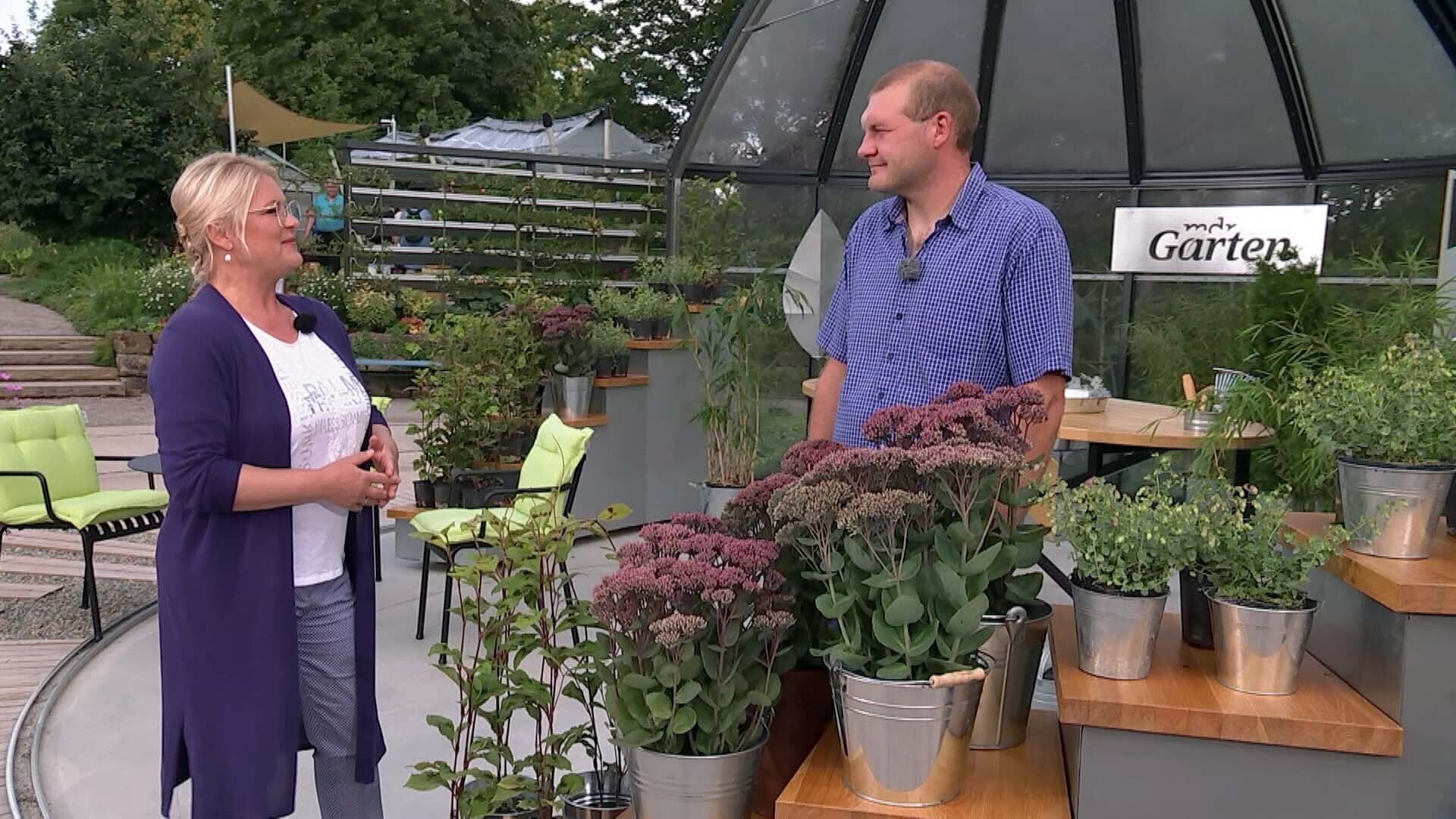 MDR Garten Ungewöhnliche Stauden für Beet und Balkon ARD Mediathek