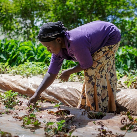 Das Beitragsbild des WDR5 Dok5 Feature "Die Erntemacher" zeigt eine junge Bäuerin bei der Feldarbeit im Bukura Agricultural Training Centre in Kenia.