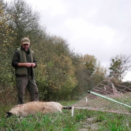 Gerissenes Schaf aus der Herde von Jens Kath in der Uckermark (Bild: rbb/Riccardo Wittig)